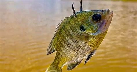 Best Bait For Catfish Catfishing Rambling Angler Outdoors