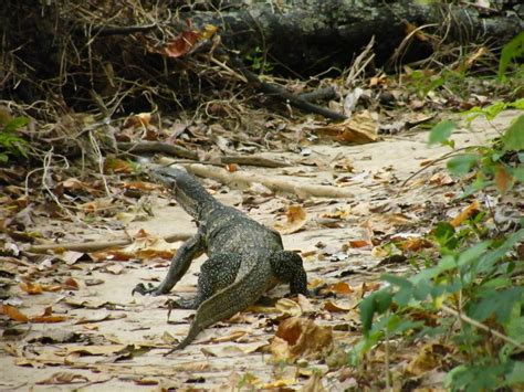 Home Sweet Home Monitor Lizard In Thailand