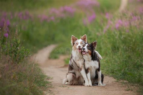 Two Dogs Hugging Together For A Walk Pets In Nature Cute Border