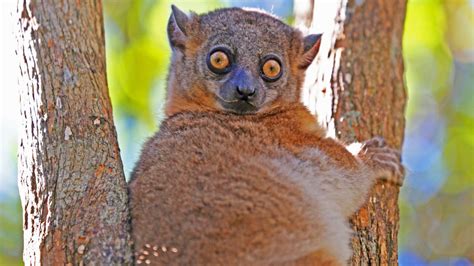 Back From The Brink Lemurs Of Madagascar