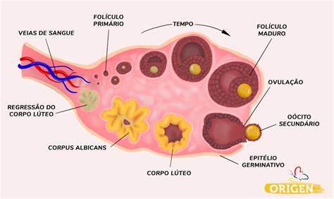 Ovários e fertilidade qual a relação Clínica Origen Fertilização in Vitro