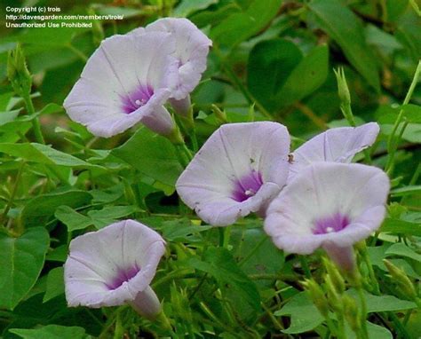 Plantfiles Pictures Ipomoea Species Morning Glory Sharp Pod Morning