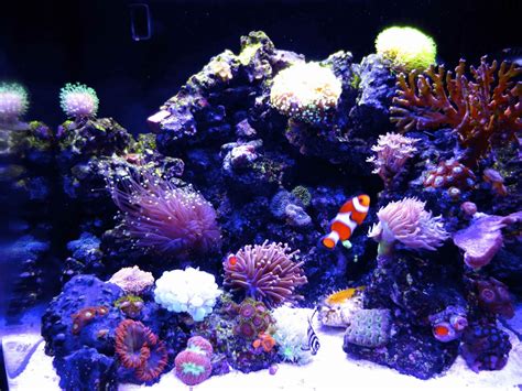 Biocube 14 Nano Reef Tank Shots Nano Reef Community