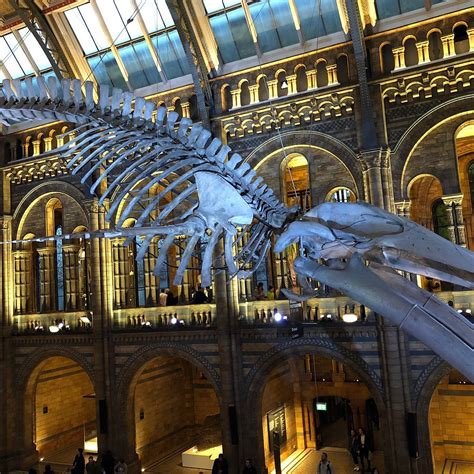 Natural History Museum London 2023 What To Know Before You Go