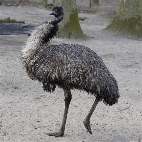 Bird Emu Ornithology Free Photo On Pixabay
