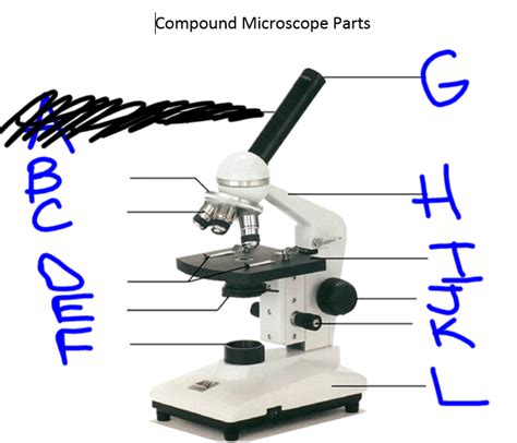 Labeling The Parts Of The Microscope Microscope Activity Microscope My XXX Hot Girl