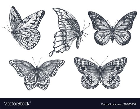 Set Of Beautiful Hand Drawn Butterflies Royalty Free Vector