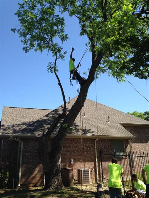 The Importance Of Tree Trimming Arbortech Tree Service