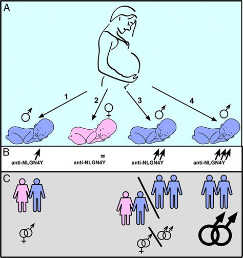 Fraternal Birth Order Effect On Sexual Orientation Explained Pnas