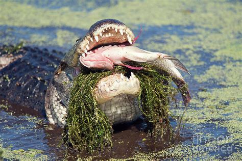 Alligator Eating A Large Fish Photograph By Svetlana Foote Fine Art