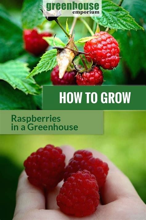How To Grow Raspberries In A Greenhouse 1000 Growing Raspberries