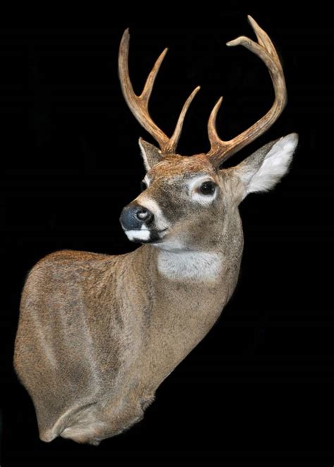Alert Sneak Deer Mount