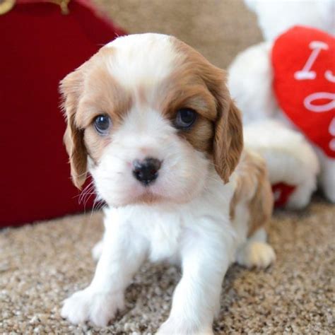 Cavalier King Charles Spaniel Puppies For Sale | North ...