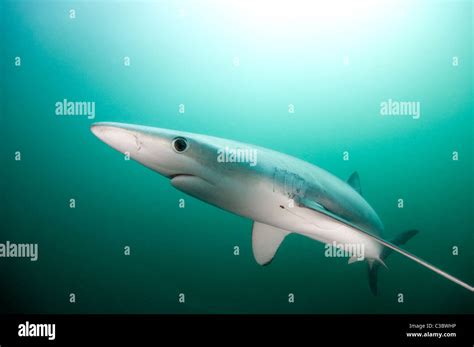 Blue Shark Prionace Glauca Stock Photo Alamy