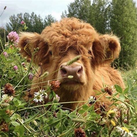 ༘〻𝘃𝗮𝗻𝘁𝗲𝗮𝗶𝗿𝘆 ┊͙˚ Fluffy Cows Cute Baby Cow Baby Cows