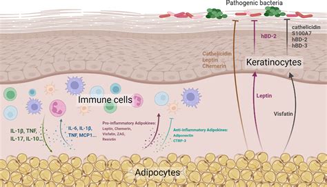 Frontiers Skin Associated Adipocytes In Skin Barrier Immunity A Mini