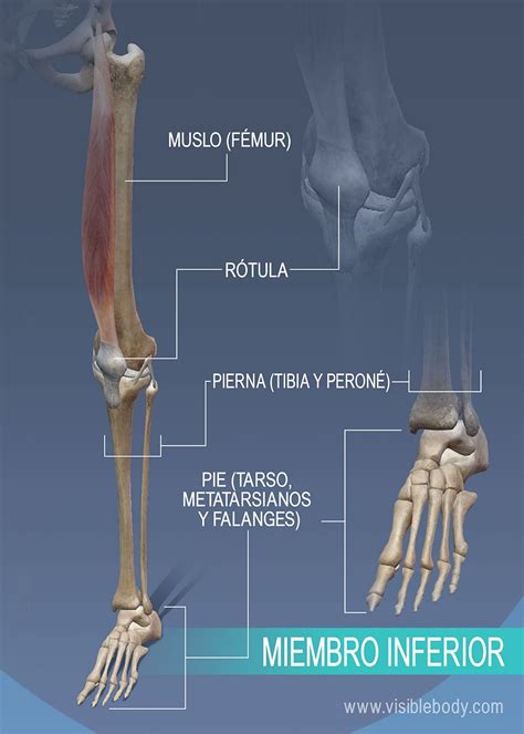 Aprenda Anatom A Del Esqueleto Esqueleto Apendicular