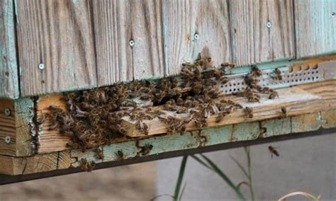 5 Pro Methods To Prevent And Stop Robbing Bees Save Your Hive Now