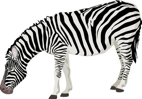 Animals Black And White Clip Art Zebra Png Download 19201349