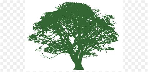 Tree Drawing Cottonwood Leaf Tree Vector Png Download 9921200