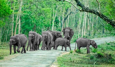 10 Best Wildlife Safaris In South India Popular Tiger Reserve