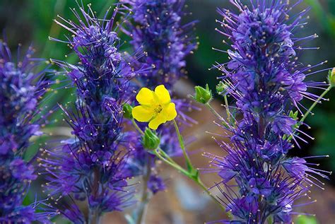 Purple Fringe Wildflower Wild Flowers Purple Plants