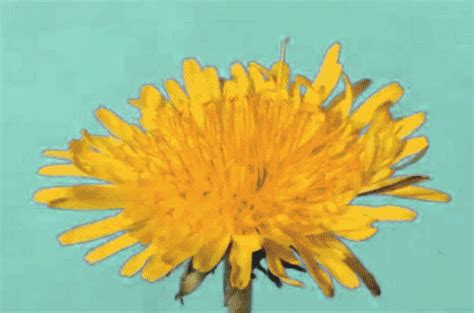 Good morning gif video for whatsapp. flower gif on Tumblr