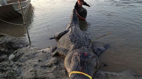 727 Pound Alligator Smashes State Records Abc News