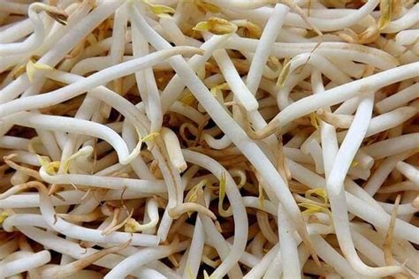 Soy Sprouts The Easy Way To Make Them At Home