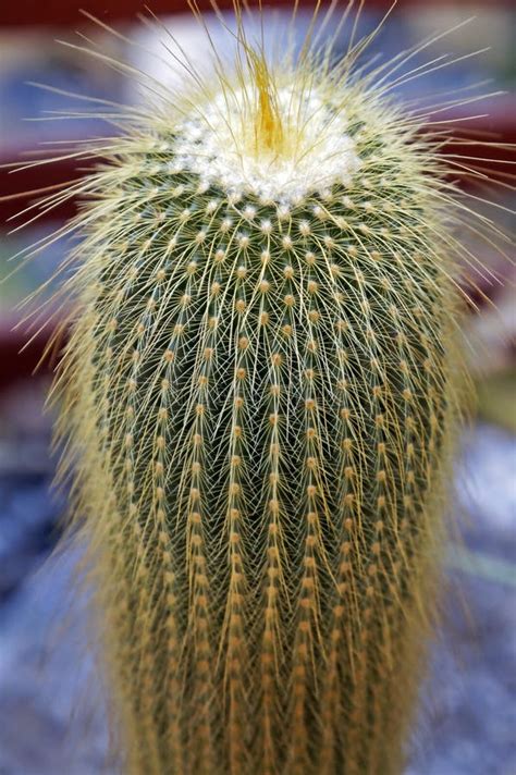 Lemon Ball Cactus Golden Ball Cactus Or Yellow Tower Cactus Parodia