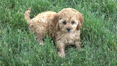 Cockapoo Puppies For Sale From Dyerfarms Com YouTube
