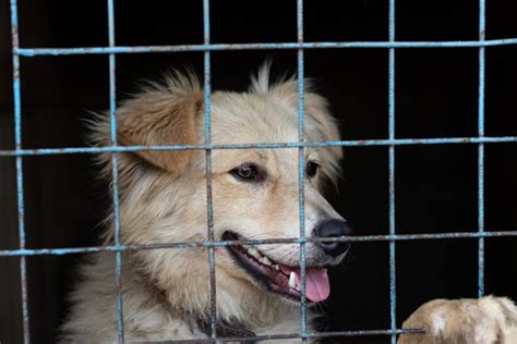 Die Tierheime Sind Voll Vor Allem Hunde Besitzer Geben Ihre Tiere Ab