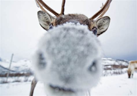 24 Photos Of Truly Adorable Animals In Snow Freeyork