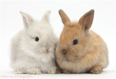 Two Baby Lionhead X Lop Bunnies Photo Wp36678