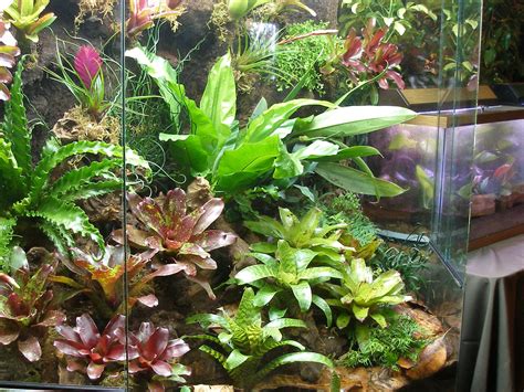 Tropical Terrarium And Vivarium Creation Amphibian Care