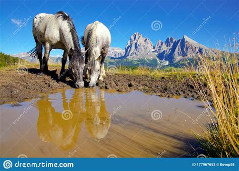 Two Horses Drinking Water On Famous Alpe Di Siusi Meadow Beautiful