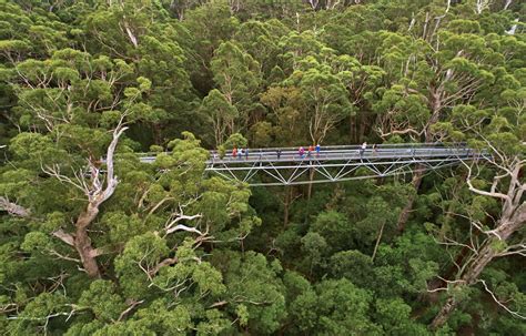 The tree top walk is open daily from 9am to 5.30pm, weather permitting. Valley of the Giants Tree Top Walk | School Excursions ...