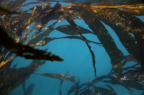 Kelp Forest In Monterey Peninsula Sees Unprecedented Decline