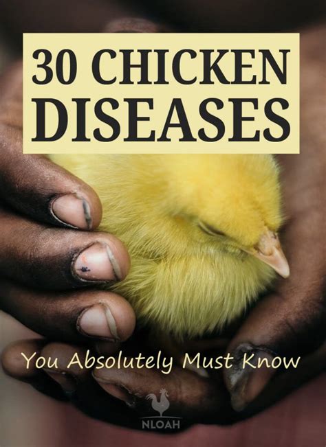 30 Chicken Diseases You Absolutely Must Know Chickens Backyard Baby