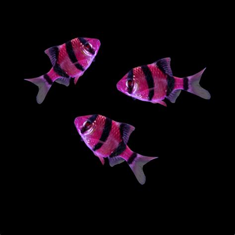 Glofish Tiger Barb Add On Collection 3pk Galactic Purple Glofish