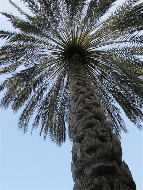 Free Images Branch Snow Winter Palm Tree Leaf Trunk Produce