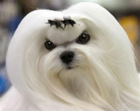 Top 10 Cutest Looking Dog Breeds Of All Time Omg Top