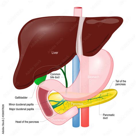 Gallbladder Duct Anatomy Of The Pancreas Liver Duodenum And Stomach Obrazy Fototapety