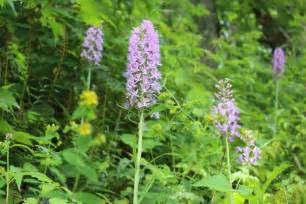 Rare Orchids Abound In Wvas Wild Places West Virginia