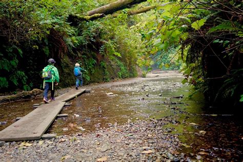 The lost world.this level trail of about one. Amazing Family Hike: Fern Canyon, Prairie Creek Redwoods ...