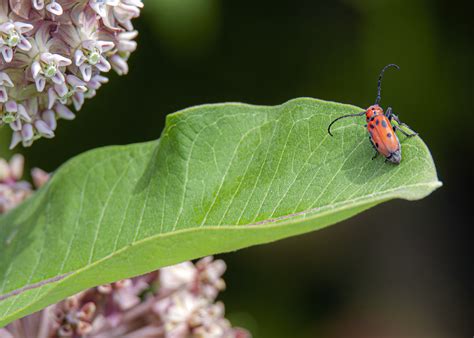 red milkweed beetle mike powell