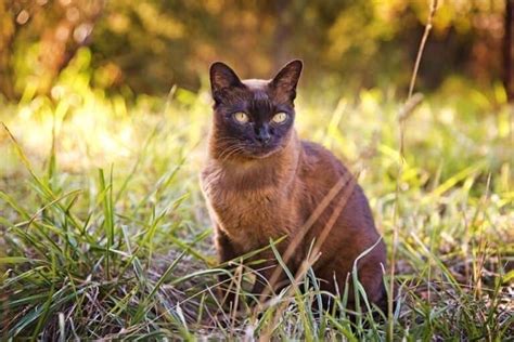 Are Burmese Cats Hypoallergenic The Science Behind Cat Allergies