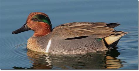 Green Winged Teal Id Facts Diet Habit And More Birdzilla