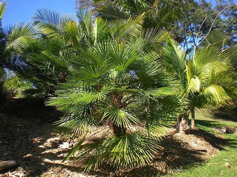 Wholesale Palms Palm Trees Australia