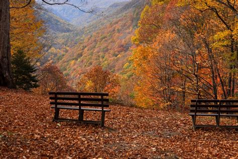 Get To Know The Trees That Make Up Southern West Virginias Fall Palate